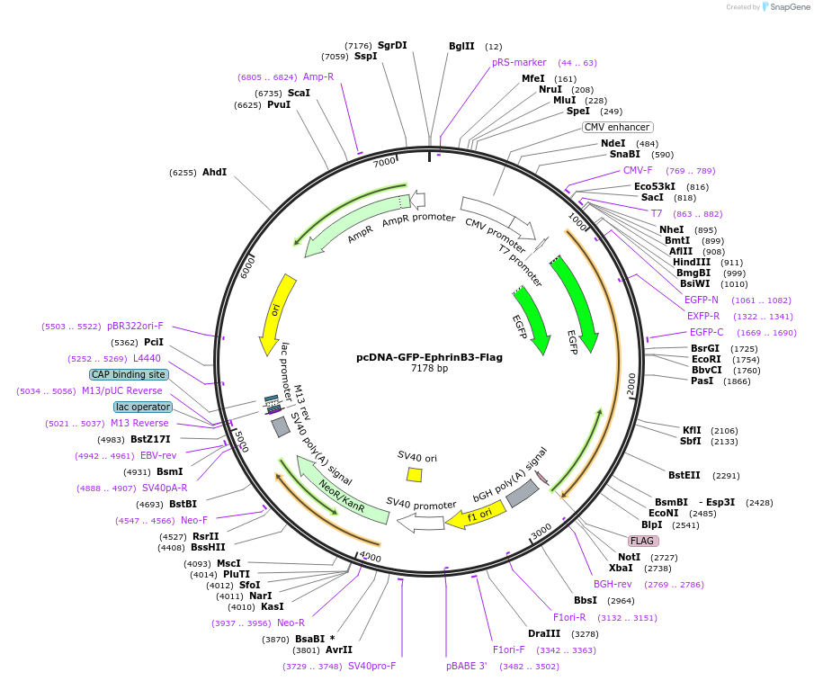155012-plasmid-map-sequence-id-310419