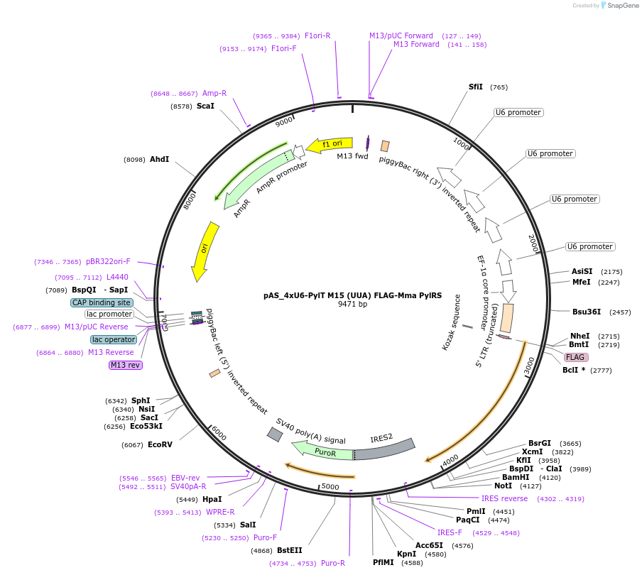 154774-plasmid-map-sequence-id-310423