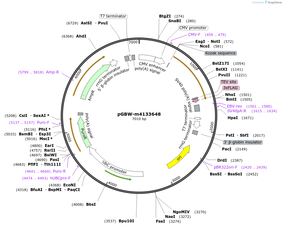 152156-plasmid-map-sequence-id-310427