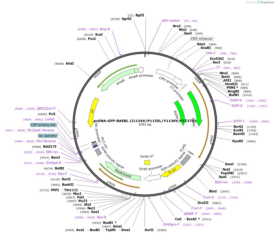 154875-plasmid-map-sequence-id-310429