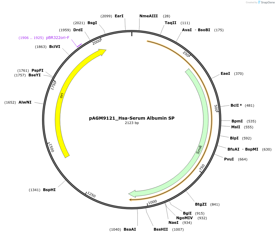 153496-plasmid-map-sequence-id-310433