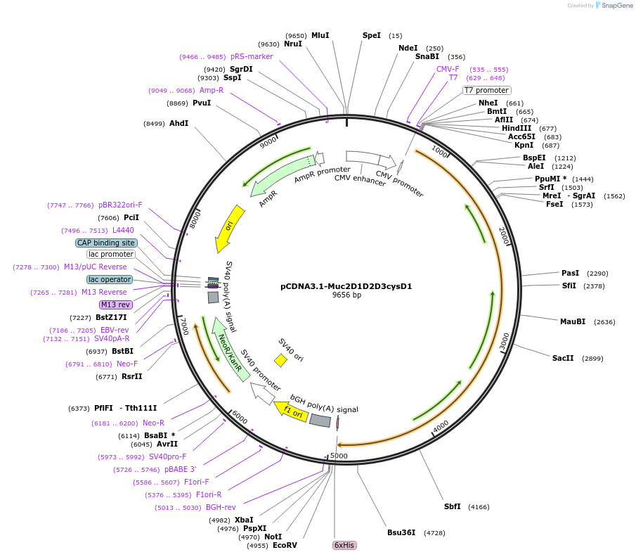 155214-plasmid-map-sequence-id-310434