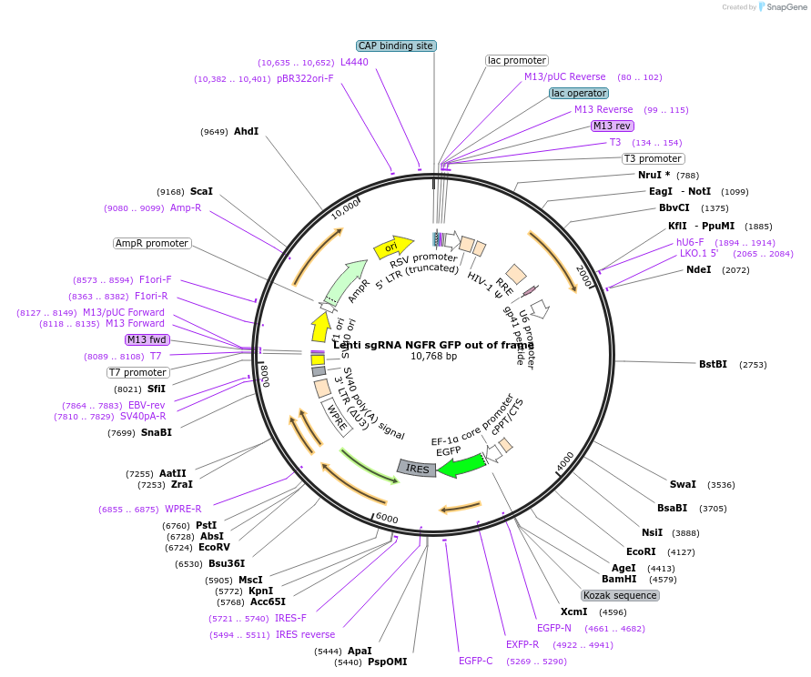 155282-plasmid-map-sequence-id-310437