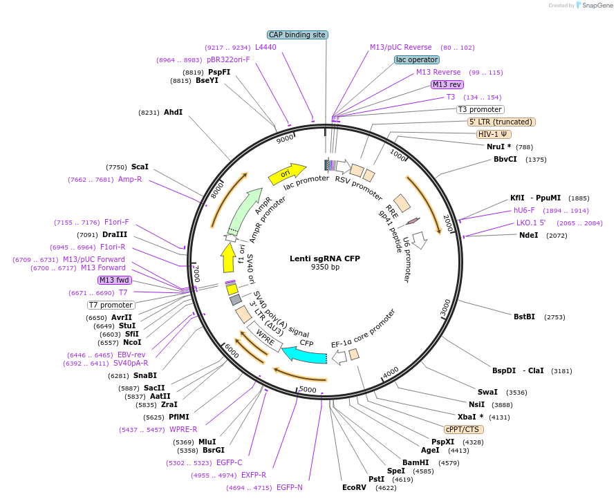 155281-plasmid-map-sequence-id-310439