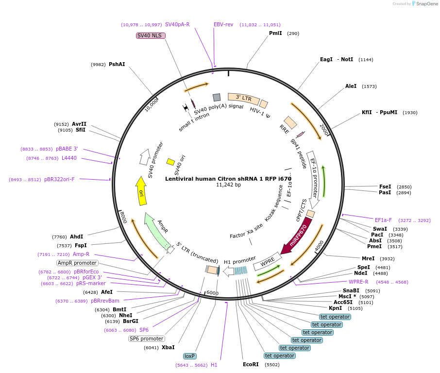 155345-plasmid-map-sequence-id-310440