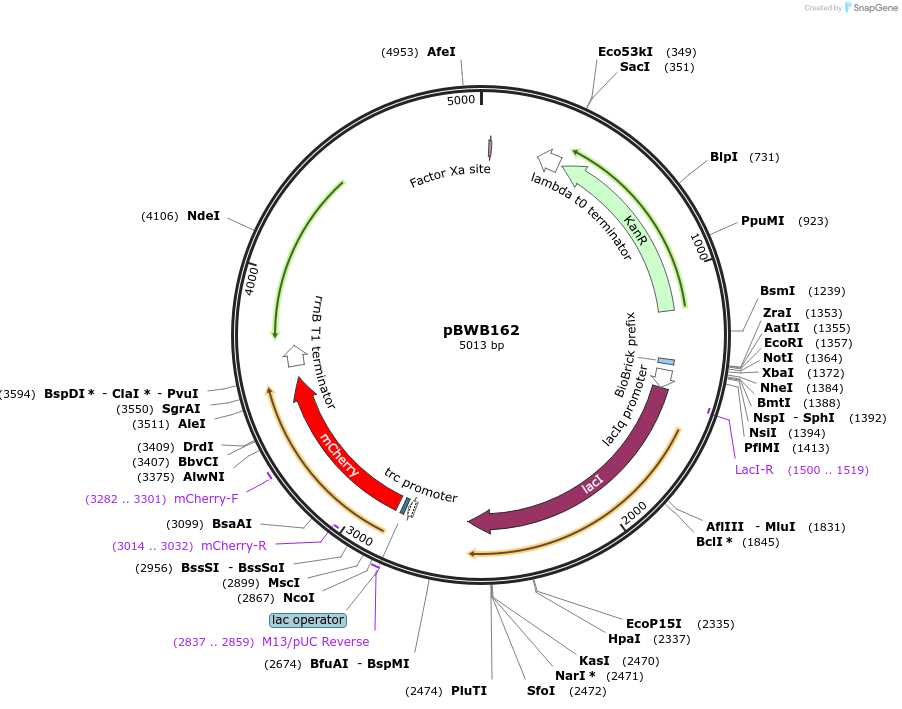 140634-plasmid-map-sequence-id-310443