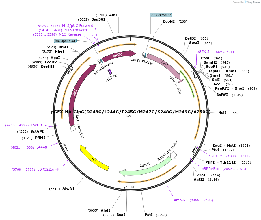 155136-plasmid-map-sequence-id-310495