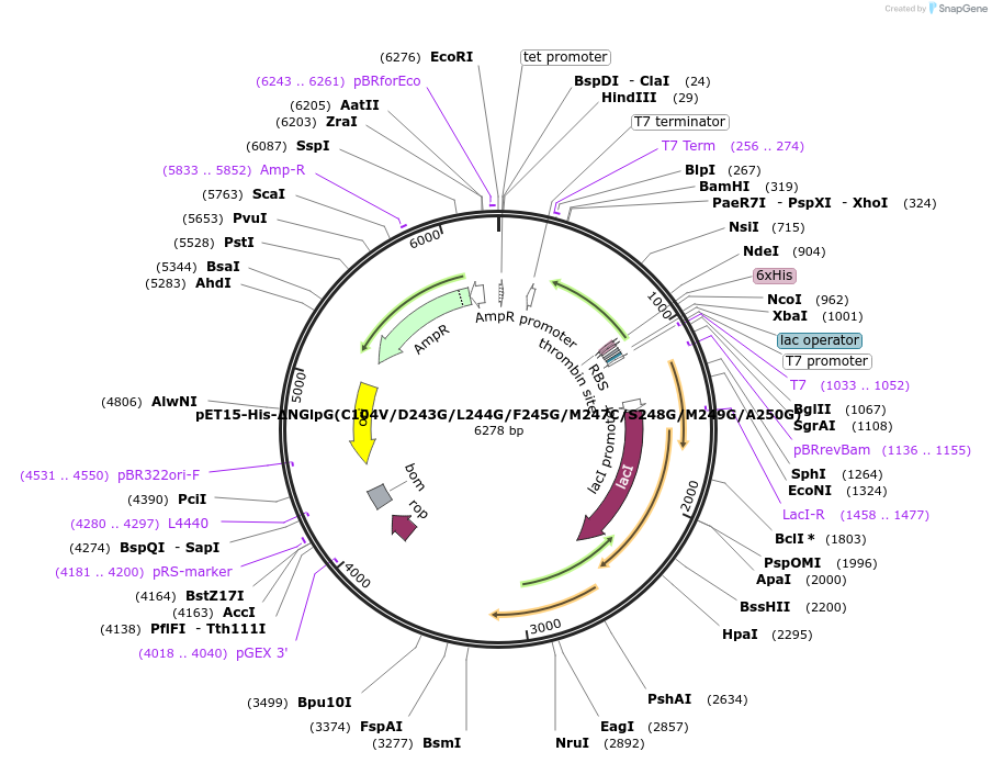 155134-plasmid-map-sequence-id-310516