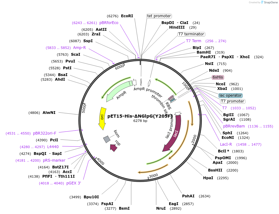155132-plasmid-map-sequence-id-310517