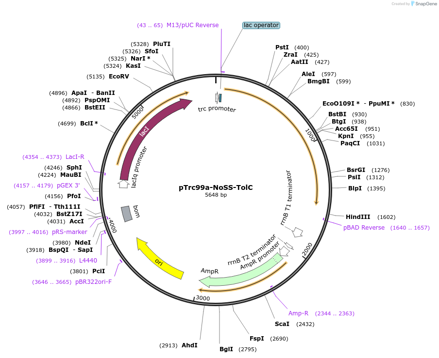 155179-plasmid-map-sequence-id-310524