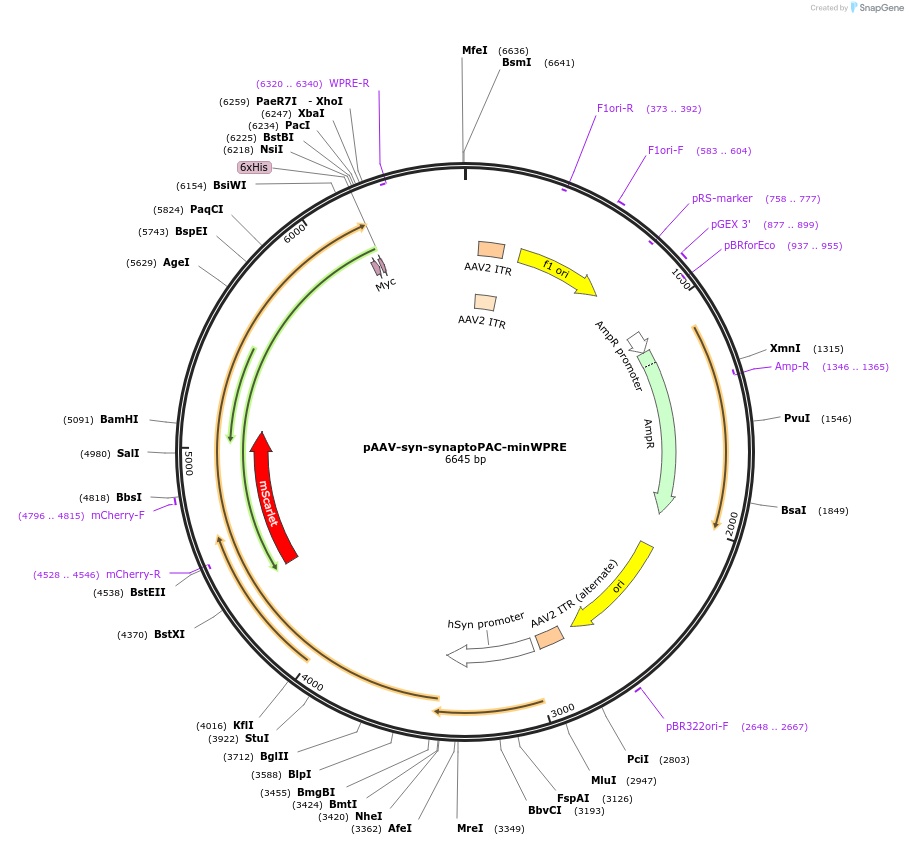 153085-plasmid-map-sequence-id-310531
