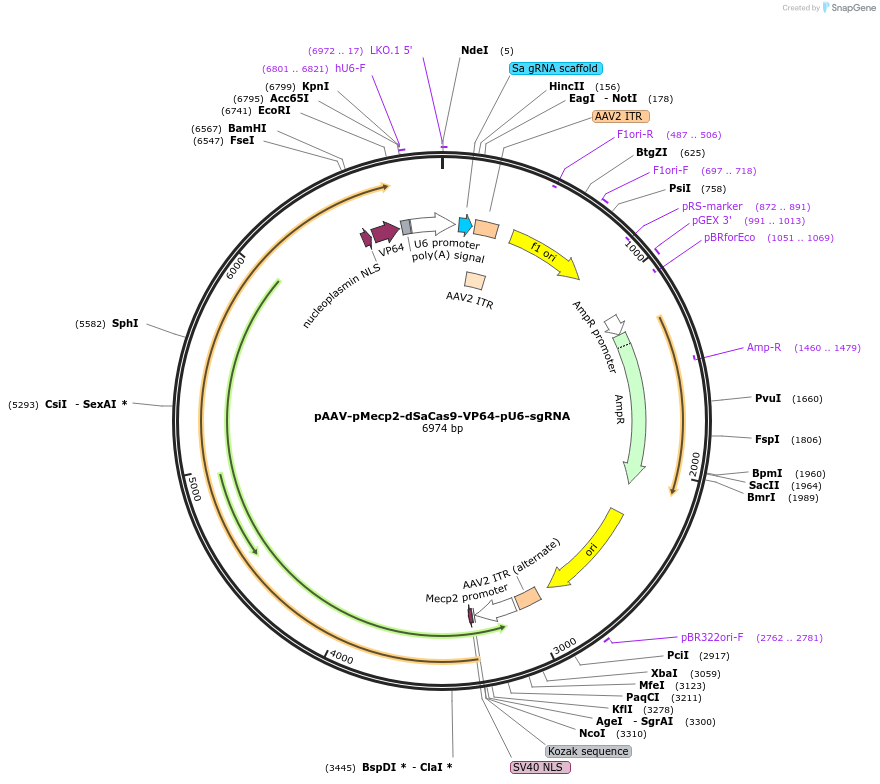 158972-plasmid-map-sequence-id-310533