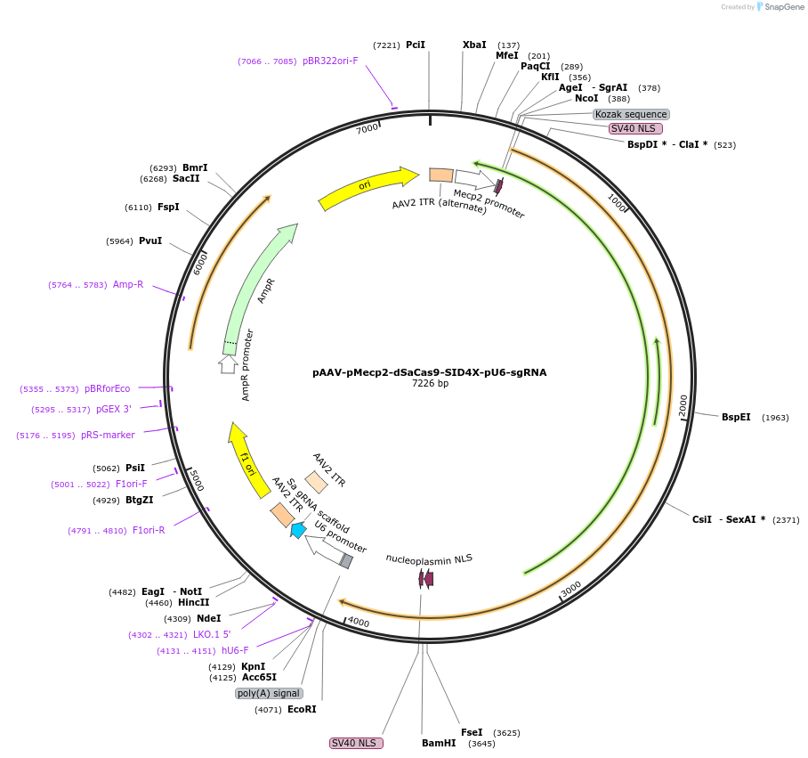 158989-plasmid-map-sequence-id-310534