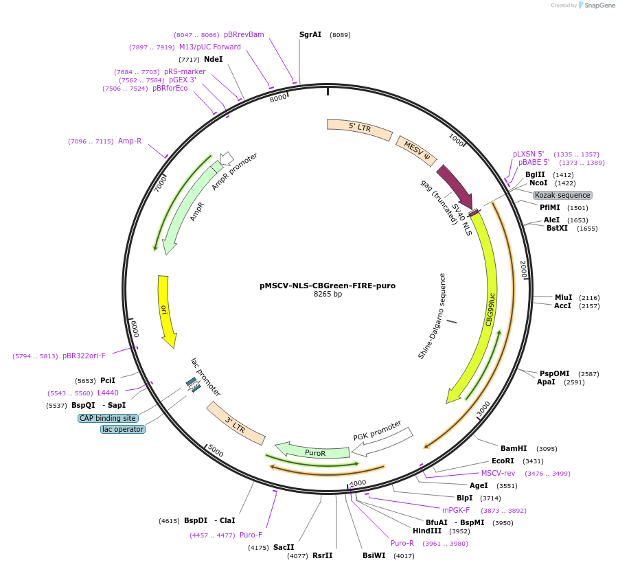 139195-plasmid-map-sequence-id-310546