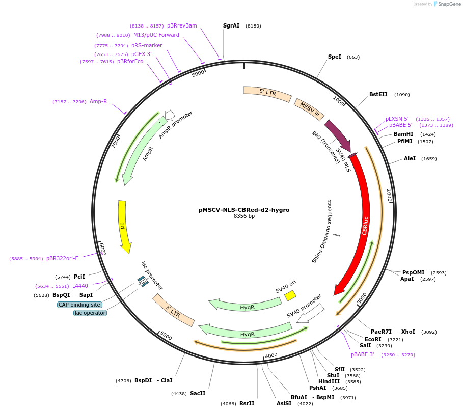 139196-plasmid-map-sequence-id-310550