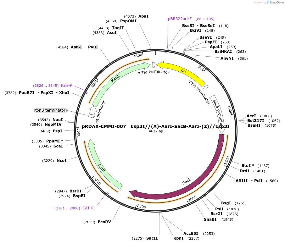 130215-plasmid-map-sequence-id-310558