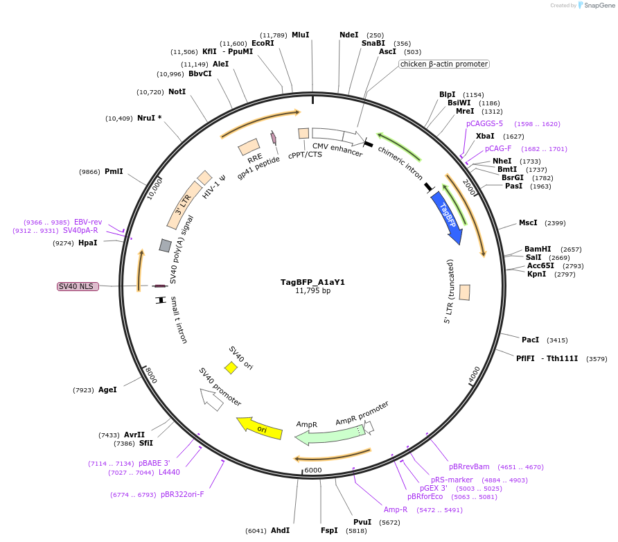 158752-plasmid-map-sequence-id-310561