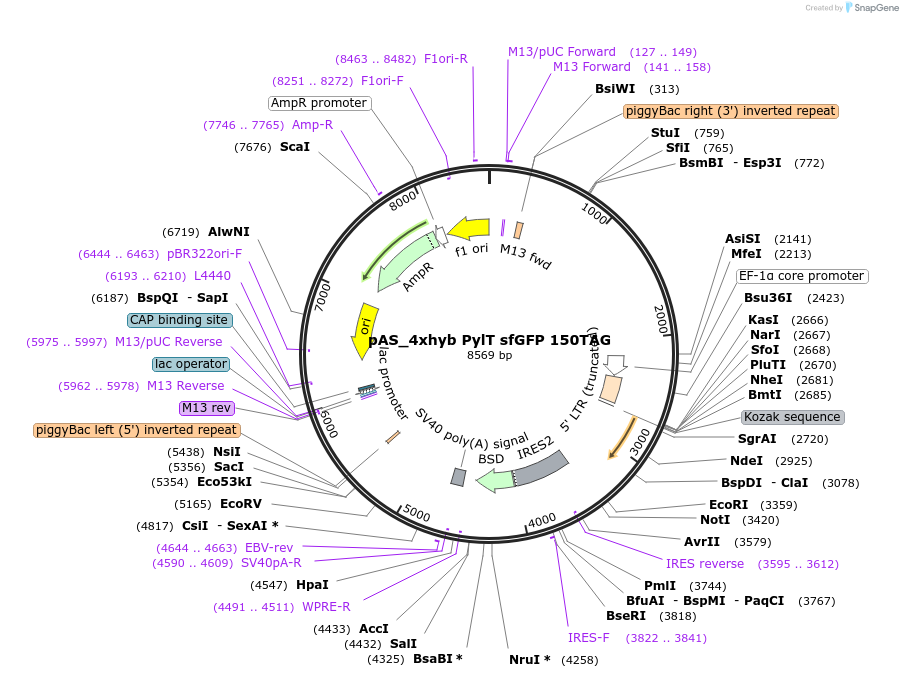154771-plasmid-map-sequence-id-310565