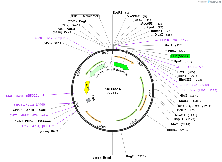 158649-plasmid-map-sequence-id-310569