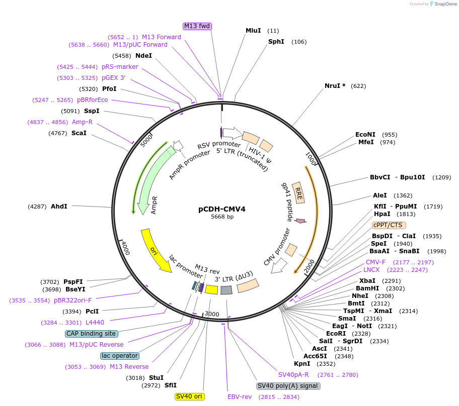 72284-plasmid-map-sequence-id-310586