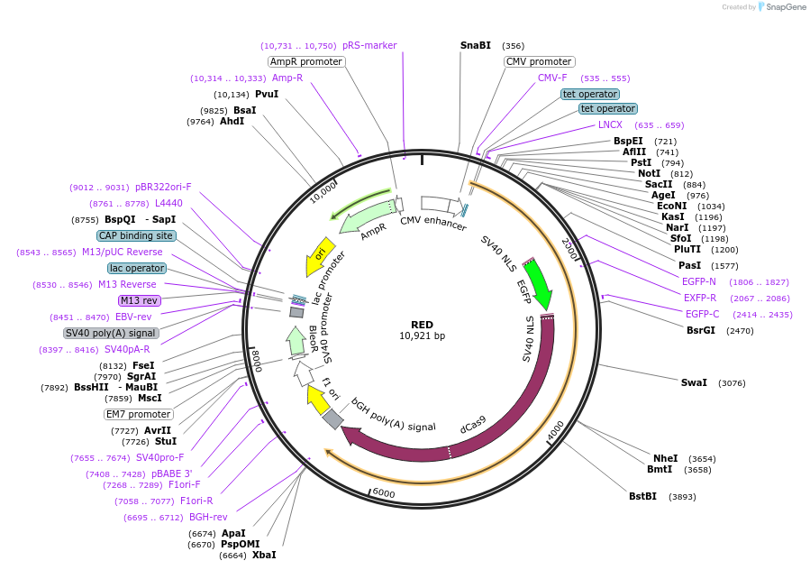 139835-plasmid-map-sequence-id-310615