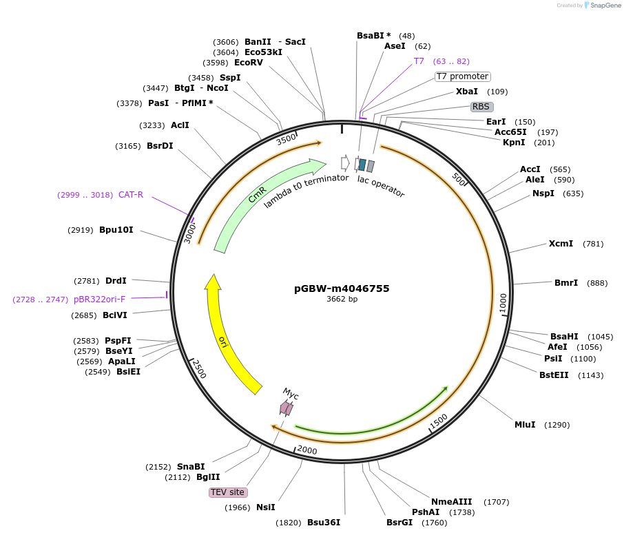 145573-plasmid-map-sequence-id-310622