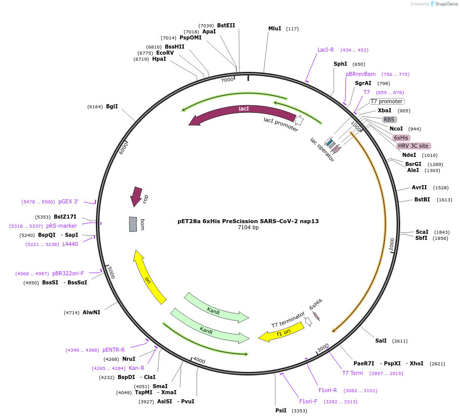 159390-plasmid-map-sequence-id-310625