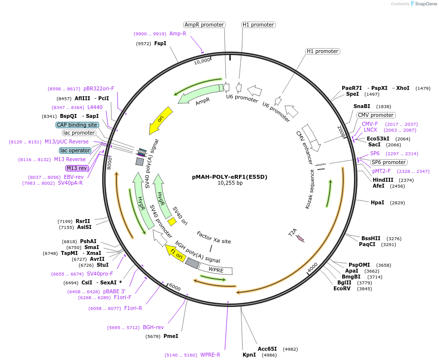 157925-plasmid-map-sequence-id-310653