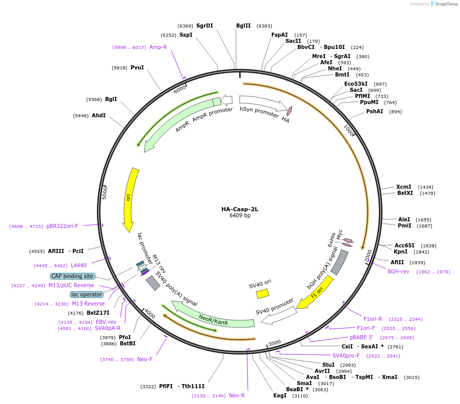 157932-plasmid-map-sequence-id-310658
