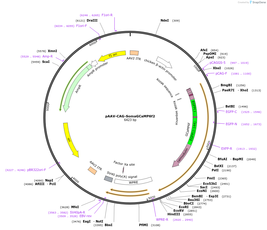 158757-plasmid-map-sequence-id-310662