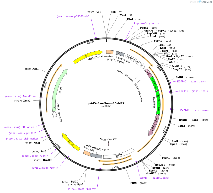 158759-plasmid-map-sequence-id-310665