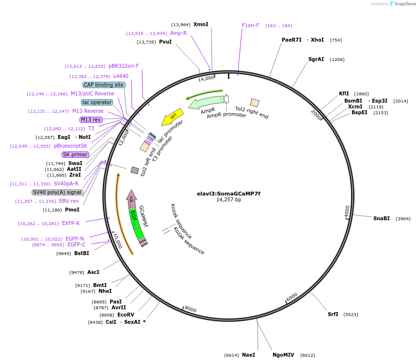 158760-plasmid-map-sequence-id-310667