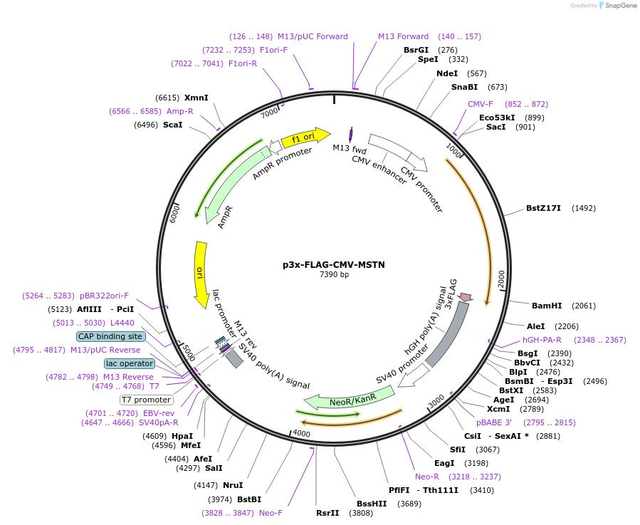 157953-plasmid-map-sequence-id-310669