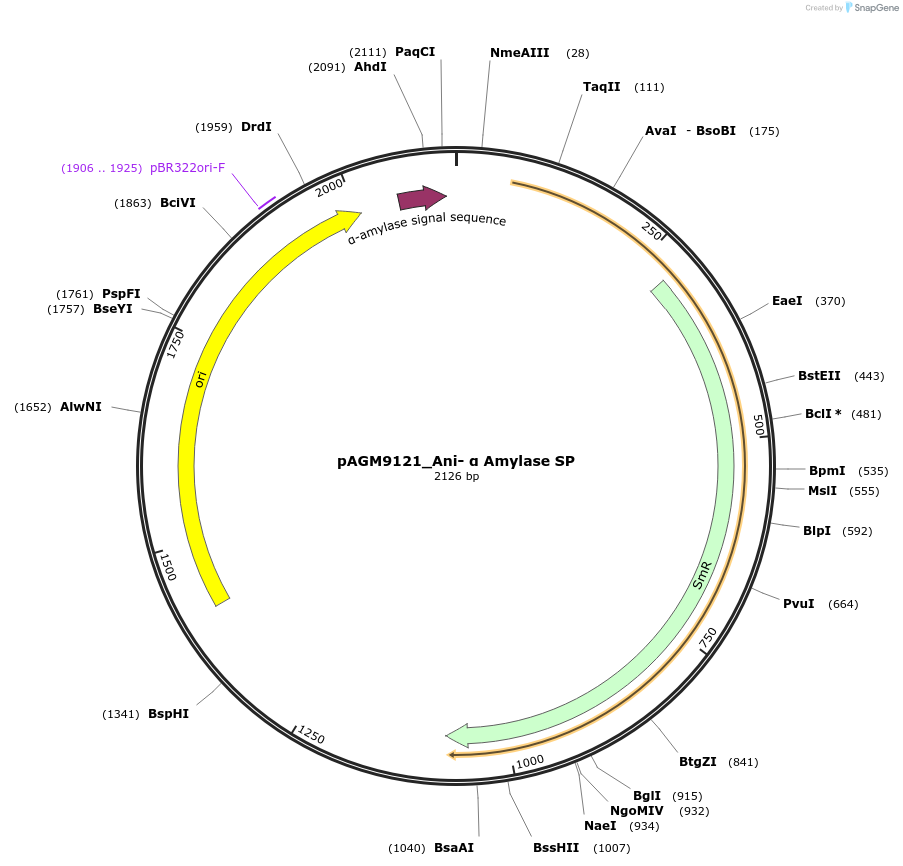 153503-plasmid-map-sequence-id-310675