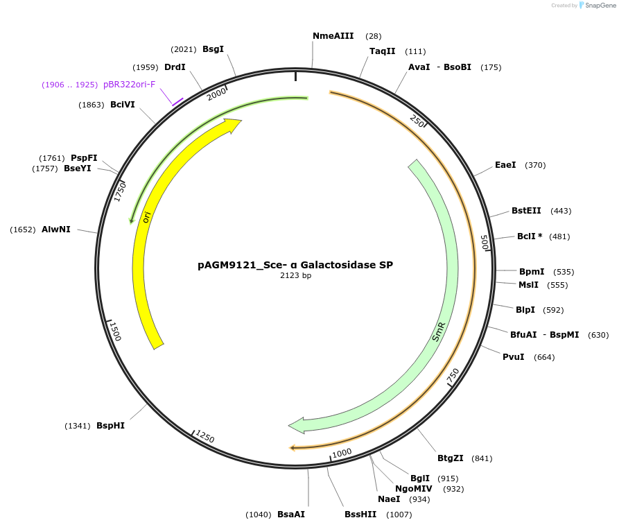 153504-plasmid-map-sequence-id-310680