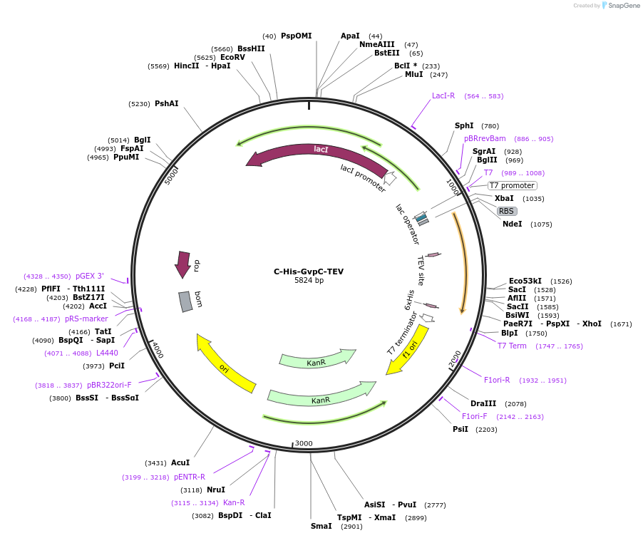 153296-plasmid-map-sequence-id-310690