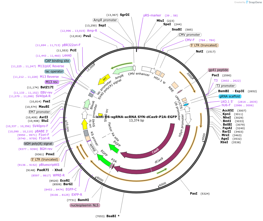 159086-plasmid-map-sequence-id-310691