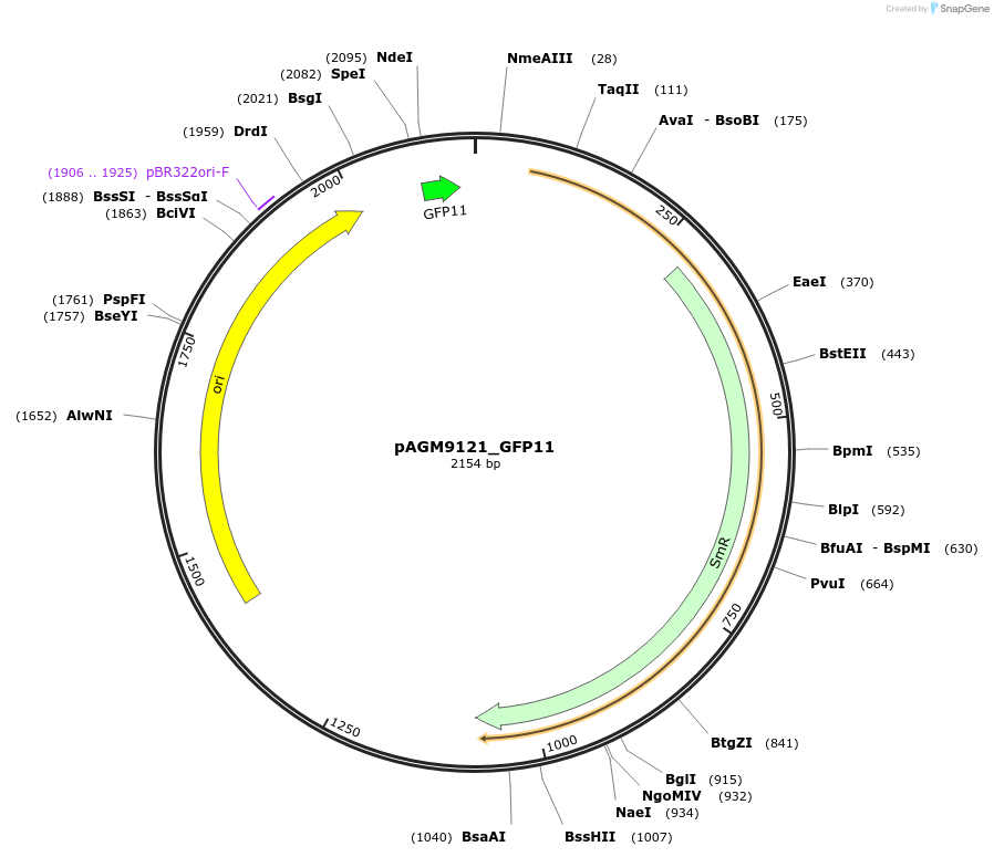 153508-plasmid-map-sequence-id-310696