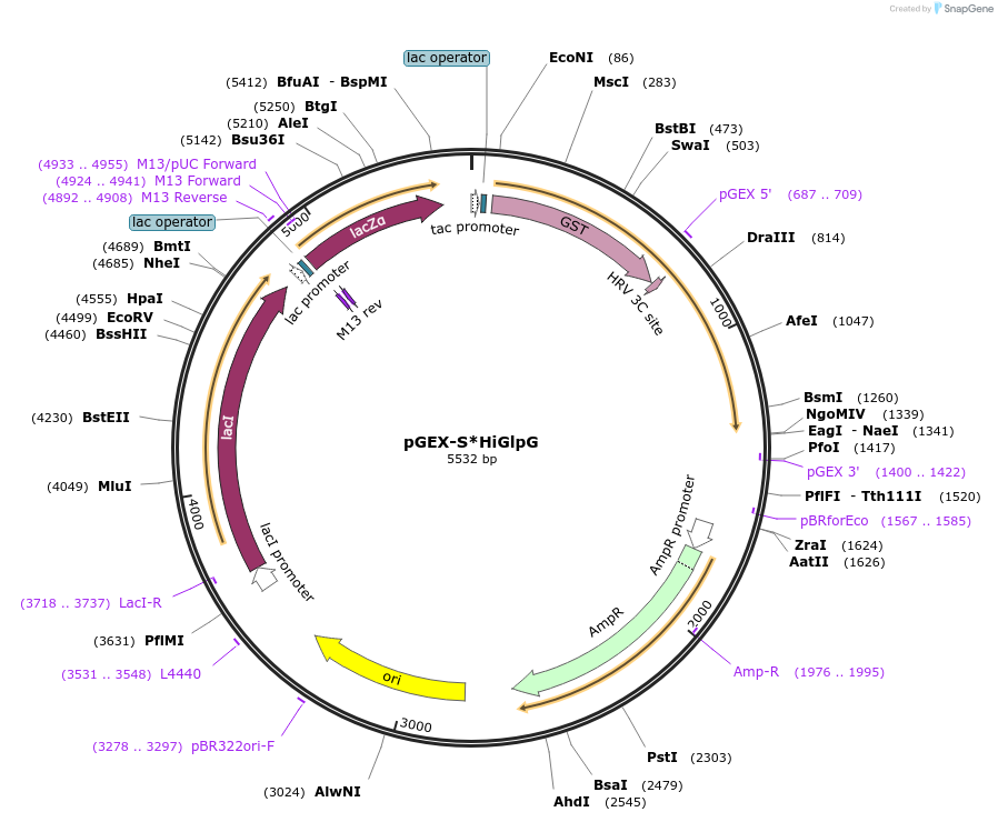 158534-plasmid-map-sequence-id-310726