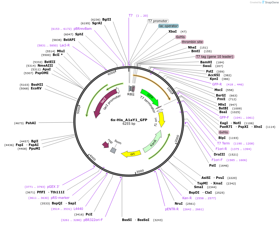 158753-plasmid-map-sequence-id-310756