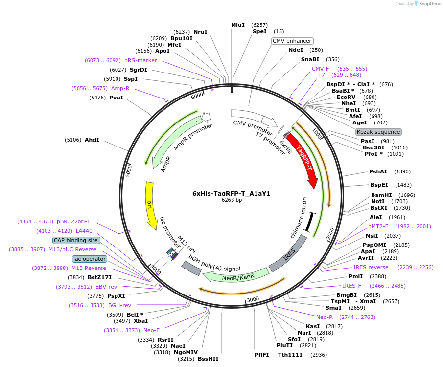158754-plasmid-map-sequence-id-310757
