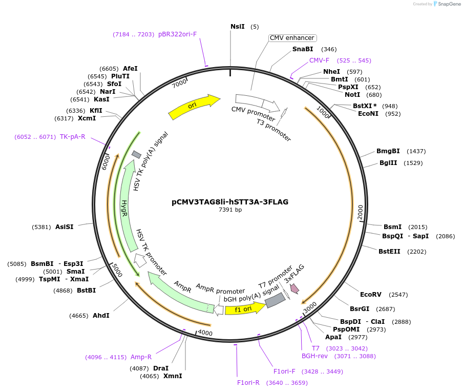 159140-plasmid-map-sequence-id-310767