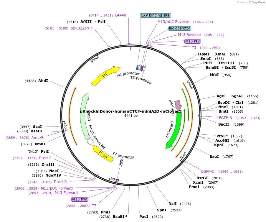 136883-plasmid-map-sequence-id-310780