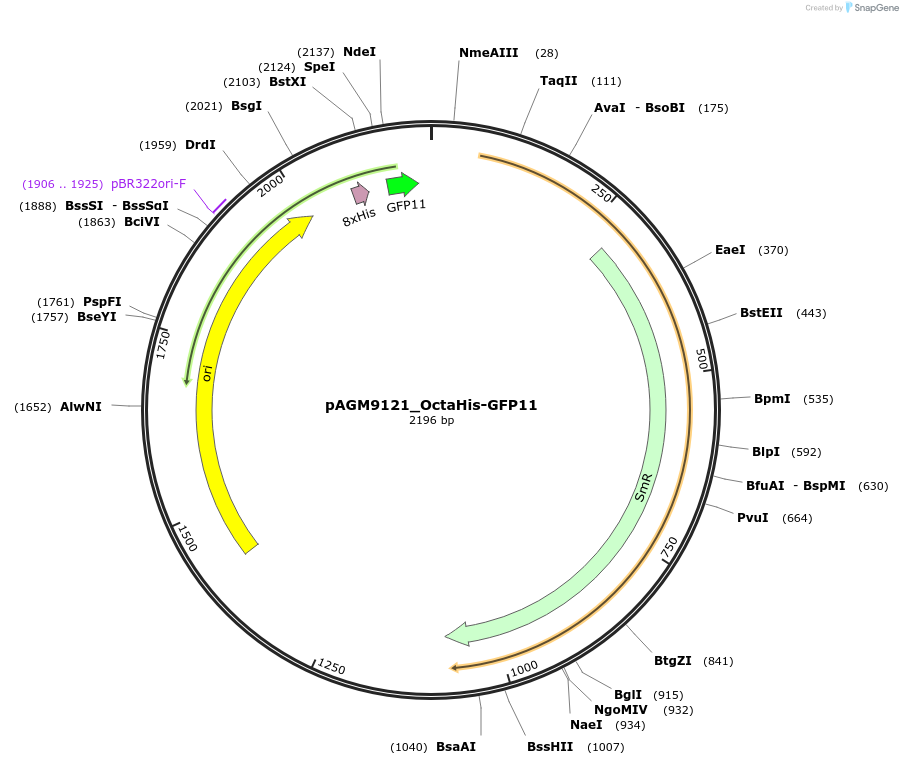 153509-plasmid-map-sequence-id-310807