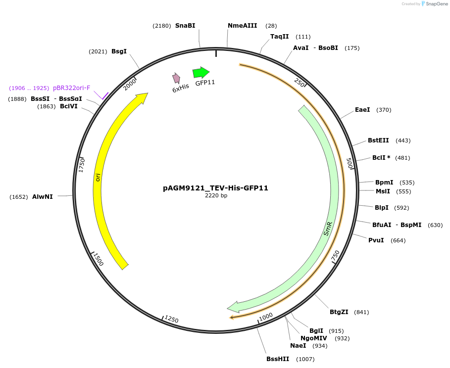 153510-plasmid-map-sequence-id-310809