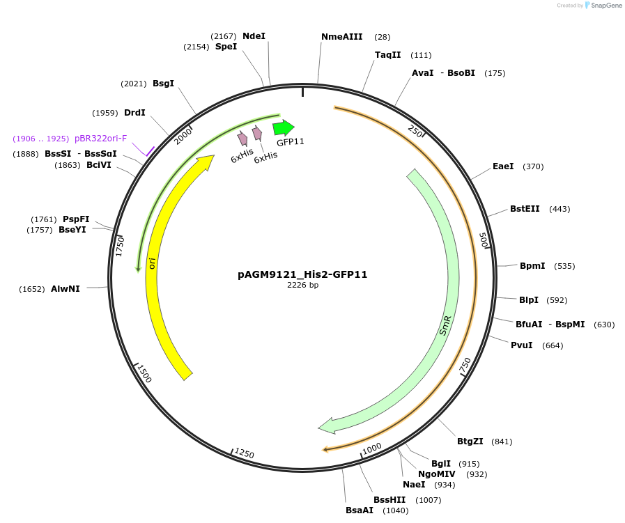 153511-plasmid-map-sequence-id-310810
