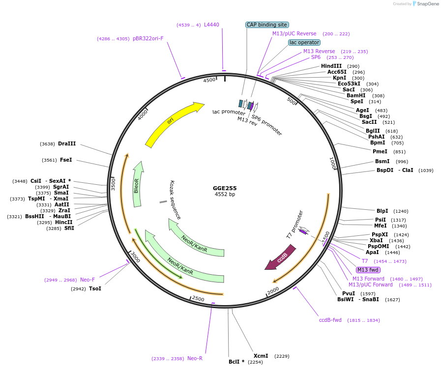 120788-plasmid-map-sequence-id-310818