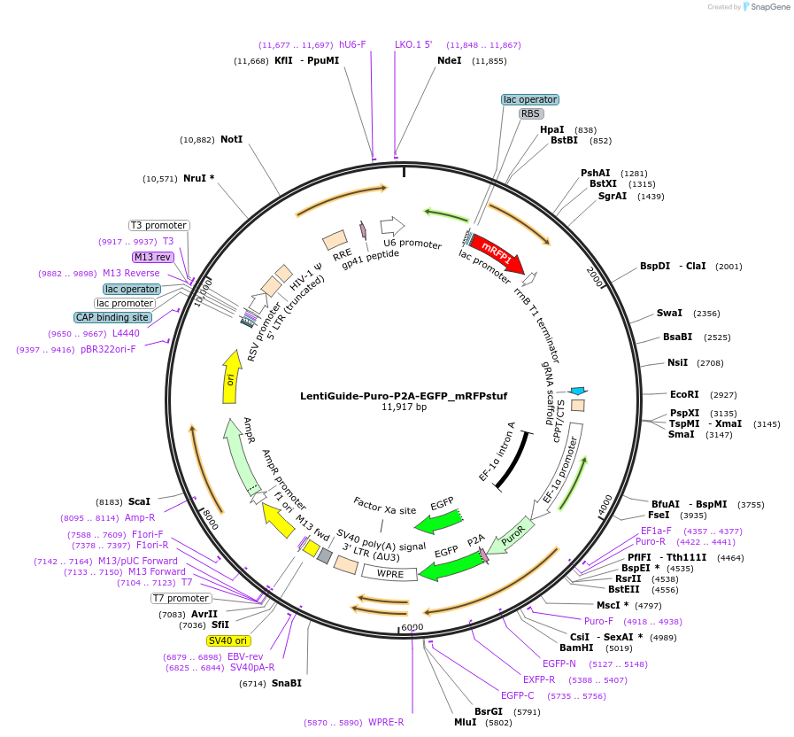137730-plasmid-map-sequence-id-310820