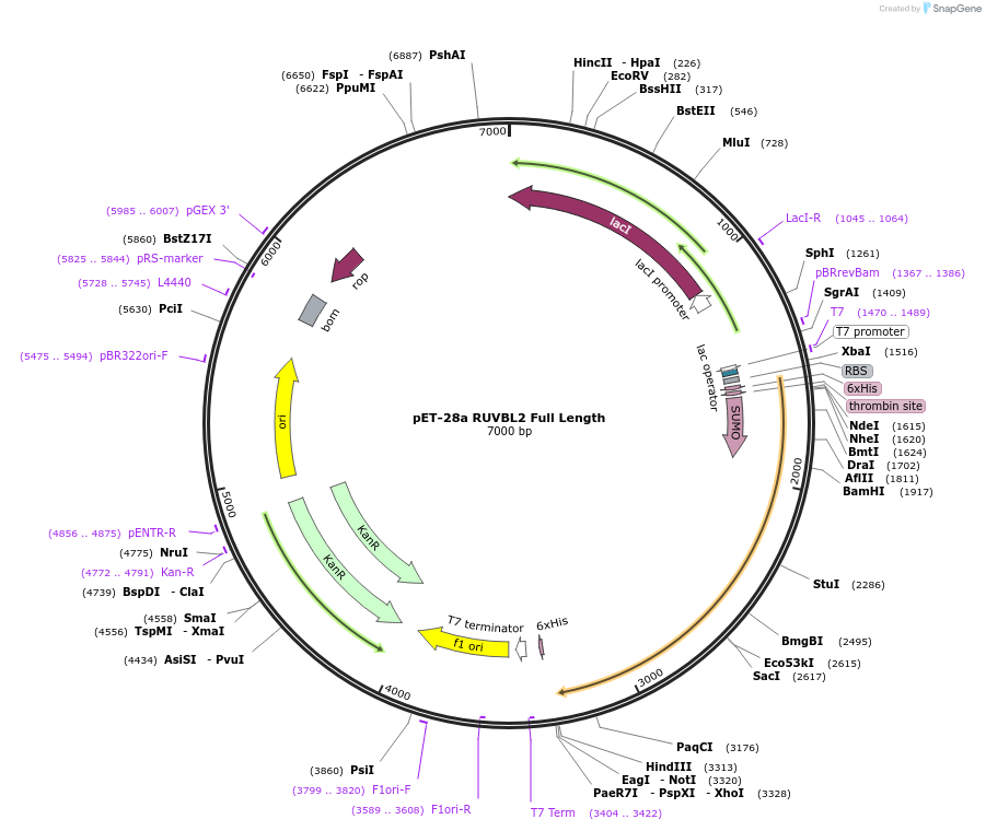 159142-plasmid-map-sequence-id-310822