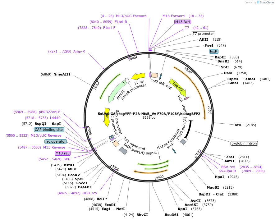 158651-plasmid-map-sequence-id-310823